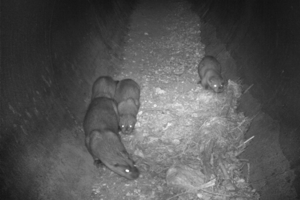 Loutre d'Europe et ses loutrons traversant un écoduc